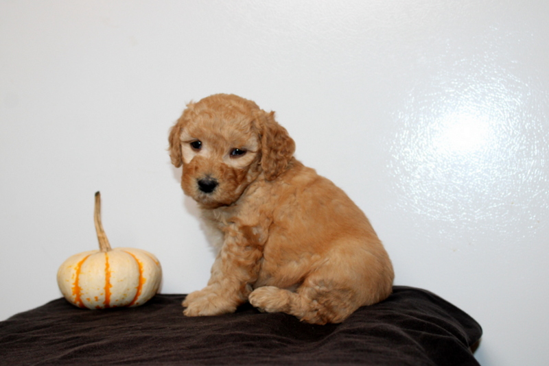 puppy, for, sale, Mini Golden Doodle F2, Matthew B. Stoltzfus, dog, breeder, Gap, PA, dog-breeder, puppy-for-sale, forsale, nearby, find, puppyfind, locator, puppylocator, aca